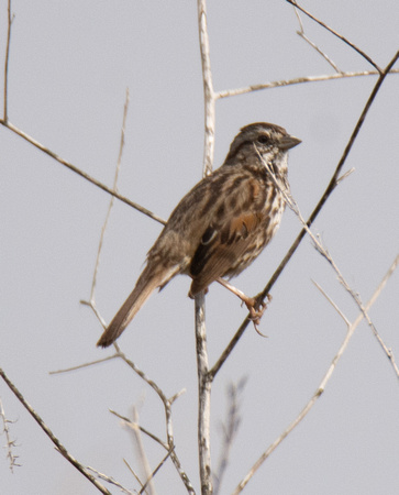Song Sparrow - Melospiza melodia