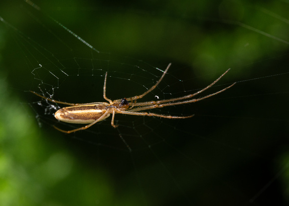 Long-jawed orb weaver - Tetragnatha sp.