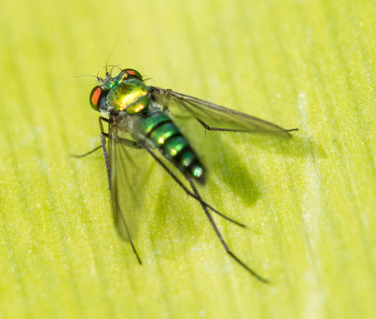 Long-legged fly - Condylostylus longicornis