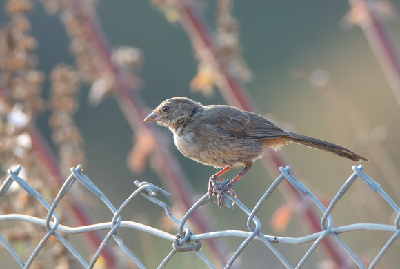 California Towhee - Melozone Crissalis