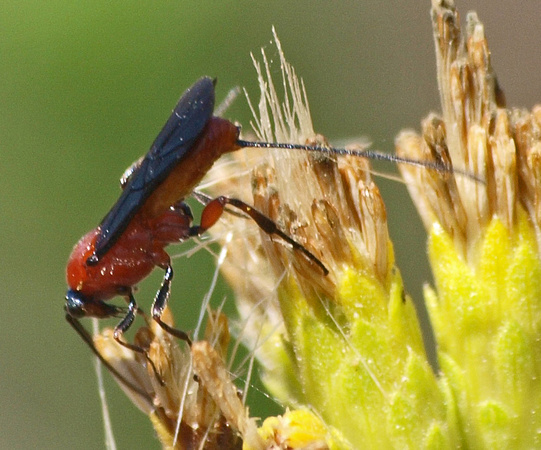 Braconid wasp 3 -  Lytopylus sp.