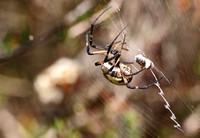 Yellow garden spider - Argiope aurantia