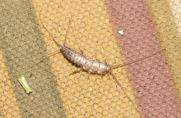 Four-lined silverfish - Ctenolepisma lineatum