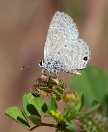 Ceraunus Blue - Hemiargus ceraunus