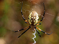 Yellow garden spider - Argiope aurantia