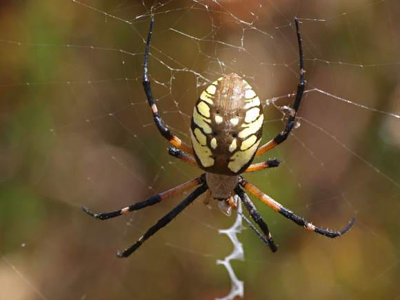 Yellow garden spider - Argiope aurantia