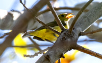 Scarlet Tanager - Piranga olivacea