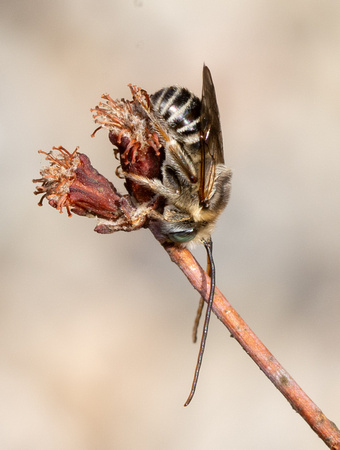 Long-horned bee  - Melissodes sp.