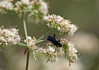 Spider wasp 2 - Unidentified sp.