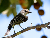 Vermilion Flycatcher - Pyrocephalus rubinus