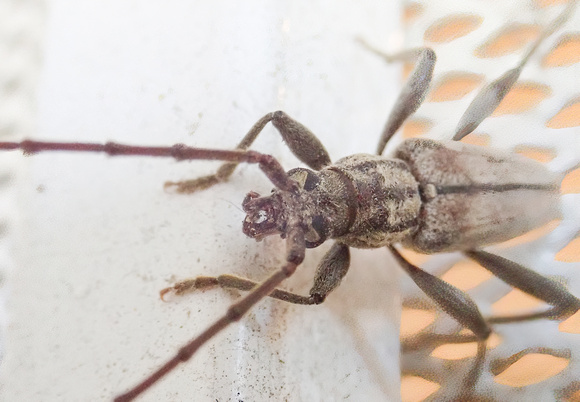 Long-horned beetle - Icosium tomentosum
