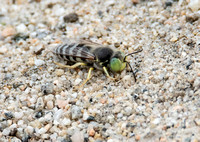 Sand wasp - Bembix comata