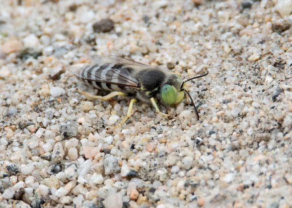 Sand wasp - Bembix comata