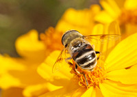 Drone fly - Eristalis or Palpada sp.?