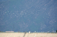 California Gull - Larus californicus