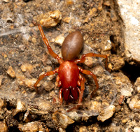 Woodlouse hunter - Dysdera crocata