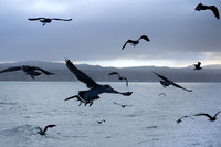 Heerman's Gull - Larus heermanni