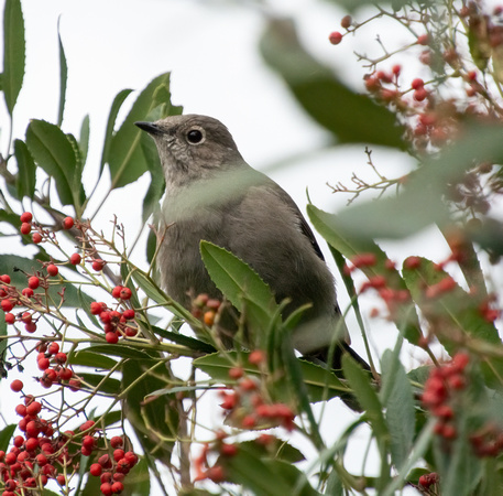 Townsend's Solitaire - Myadestes townsendi