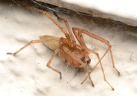 Long-legged sac spider - Cheiracanthium mildei