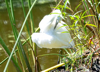 Little Blue Heron - Egretta caerulea