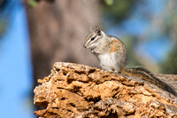 Merriam's Chipmunk - Neotamias merriami