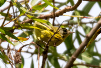 Prairie Warbler - Setophaga discolor