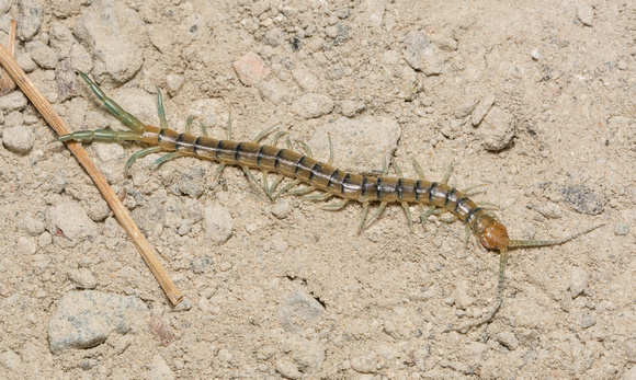 Common Desert Centipede - Scolopendra polymorpha