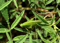 Mediterranean katydid - Phaneroptera nana