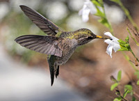 Anna's Hummingbird - Calypte anna
