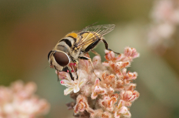 Flower fly - Palpada sp. (Palpada vinetorum and/or alhambra?)