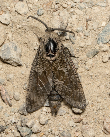 Carpenterworm Moth - Prionoxystus robiniae