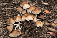 Mica Cap - Coprinellus micaceus