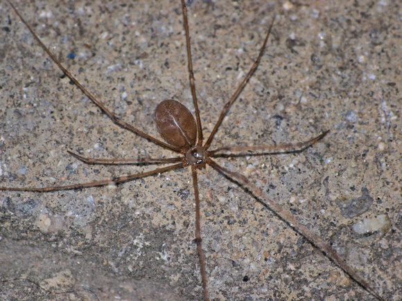 Long-bodied cellar spider - Pholcus phalangiodes