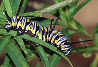 Queen - Danaus gilippus