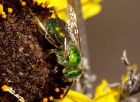 Sweat bee 1 - Agapostemon sp.