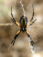 Yellow garden spider - Argiope aurantia