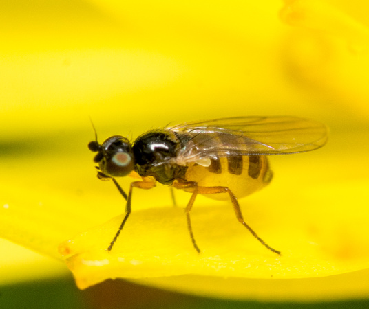 Frit fly - Family Chloropidae subfamily Oscinellinae