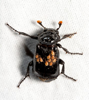 Black burying beetle - Nicrophorus nigrita