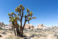 Joshua tree - Yucca brevifolia