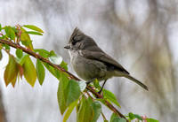 Oak Titmouse - Baeolophus inornatus