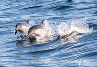 Long-beaked common dolphin - Delphinus capensis