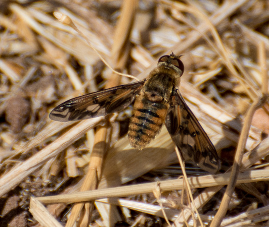 Bee fly 3 - Poecilanthrax arethusa
