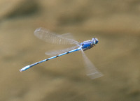 Familiar Bluet - Enallagma civile