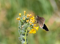 Funereal duskywing - Erynnis funeralis