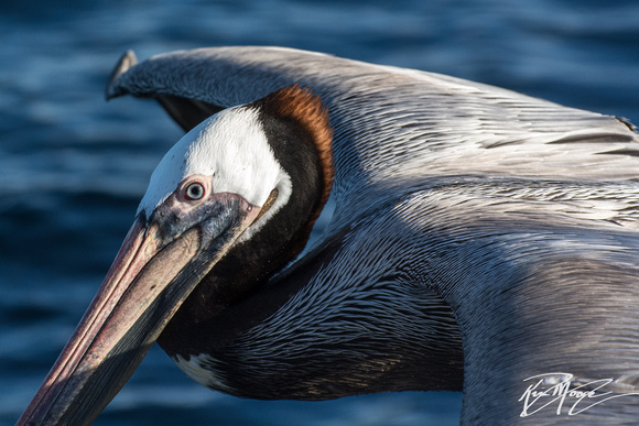 Brown Pelican - Pelecanus occidentalis