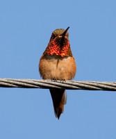 Allen's Hummingbird - Selasphorus sasin