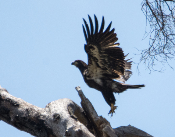 Bald Eagle - Haliaeetus leucocephalus