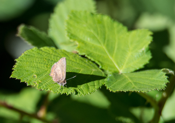 Brown Elfin - Callophrys augustinus