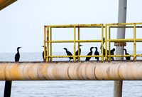 Brandt's Cormorant - Phalacrocorax penicillatus