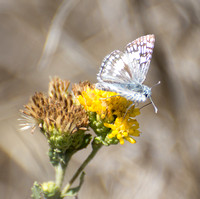 White checkered-skipper - Pyrgus albescens